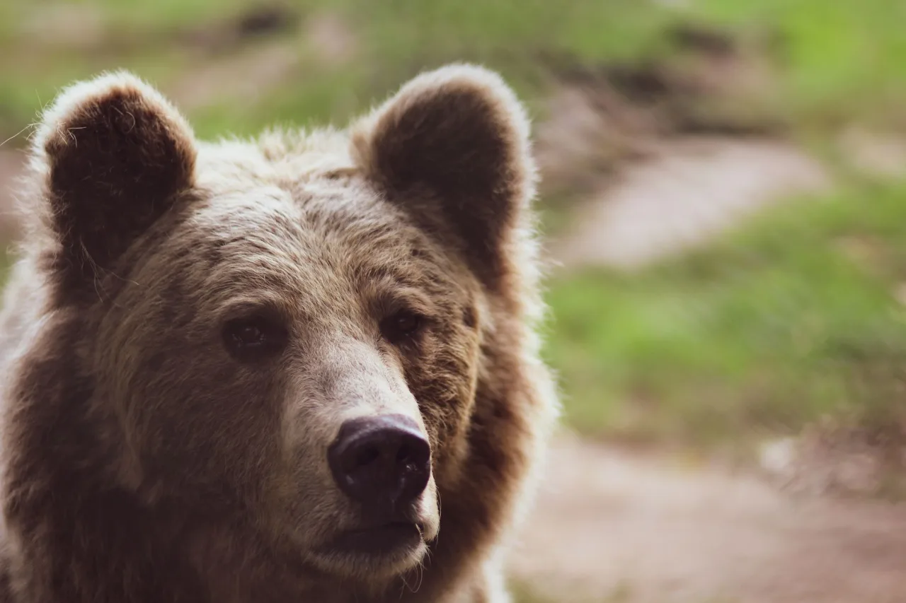 Big Bear Campgrounds Guide