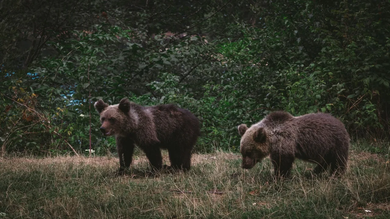 Big Bear Campgrounds Guide