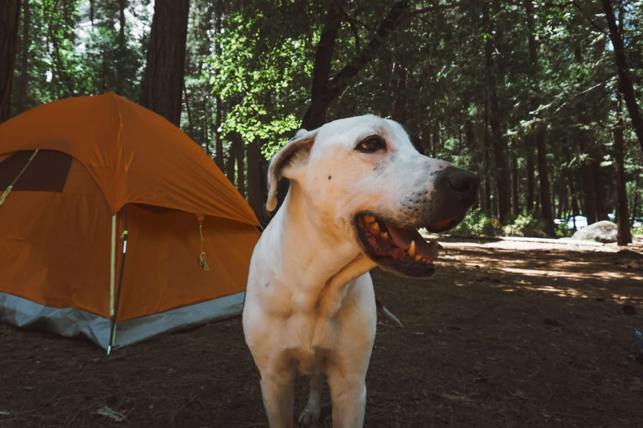 Big Trees State Park: Best Spots, Seasons