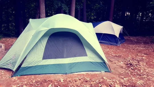 New Forest Campsites: How to Choose