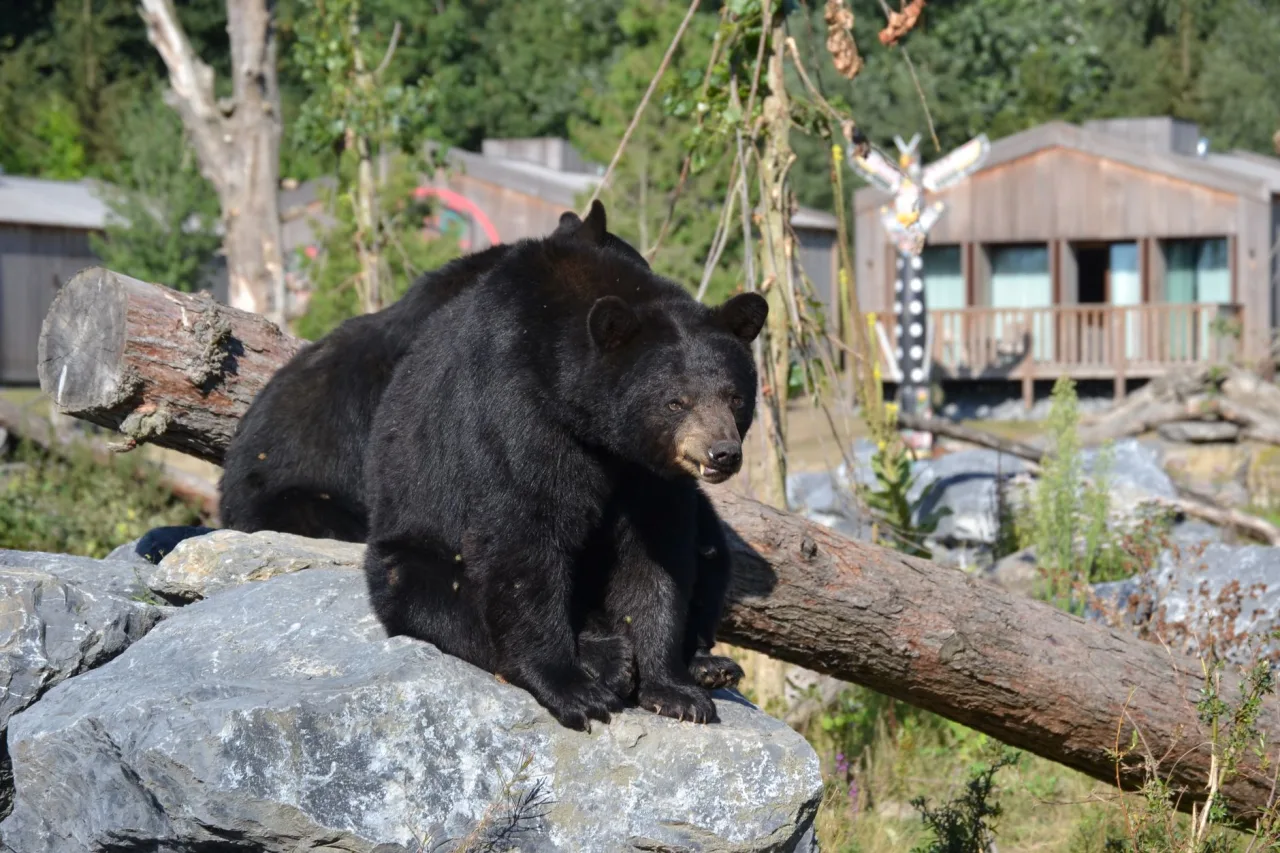 Yogi Bear Campground: How to Choose